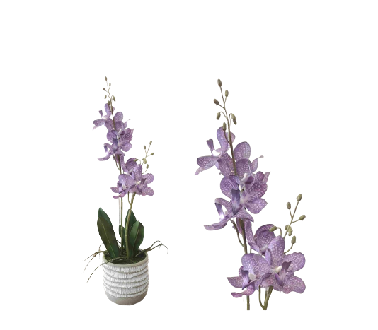 Potted Ascocenda (48cm)