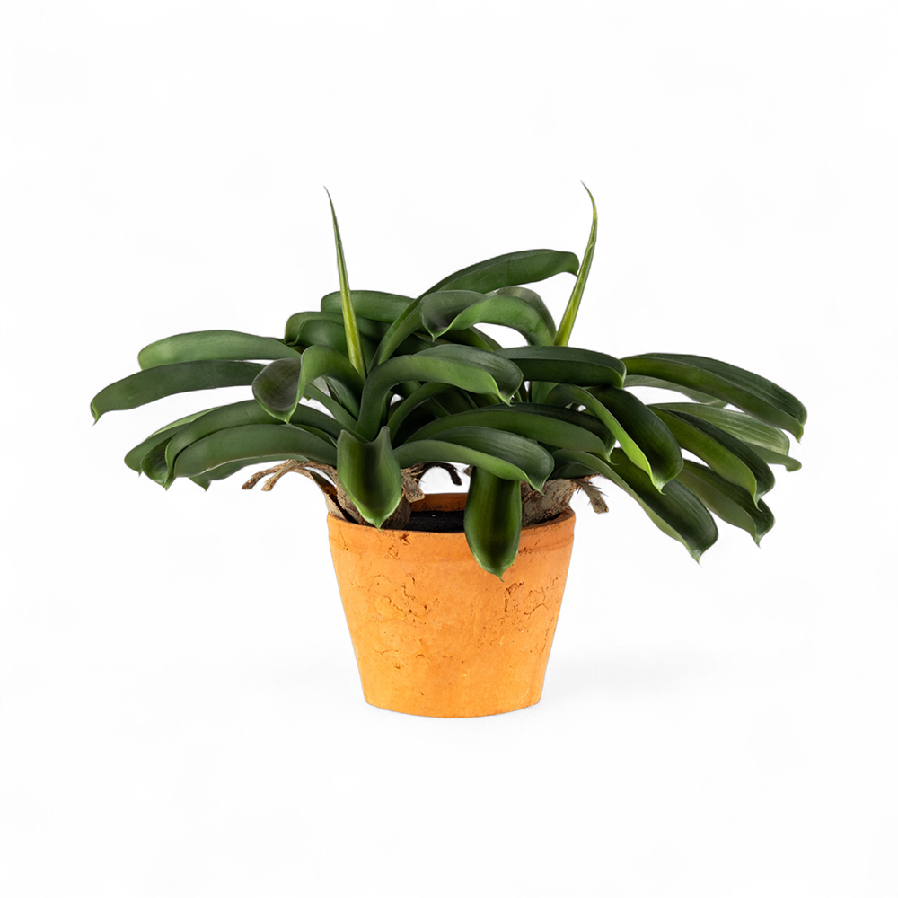 Potted Ananas (H43cm)