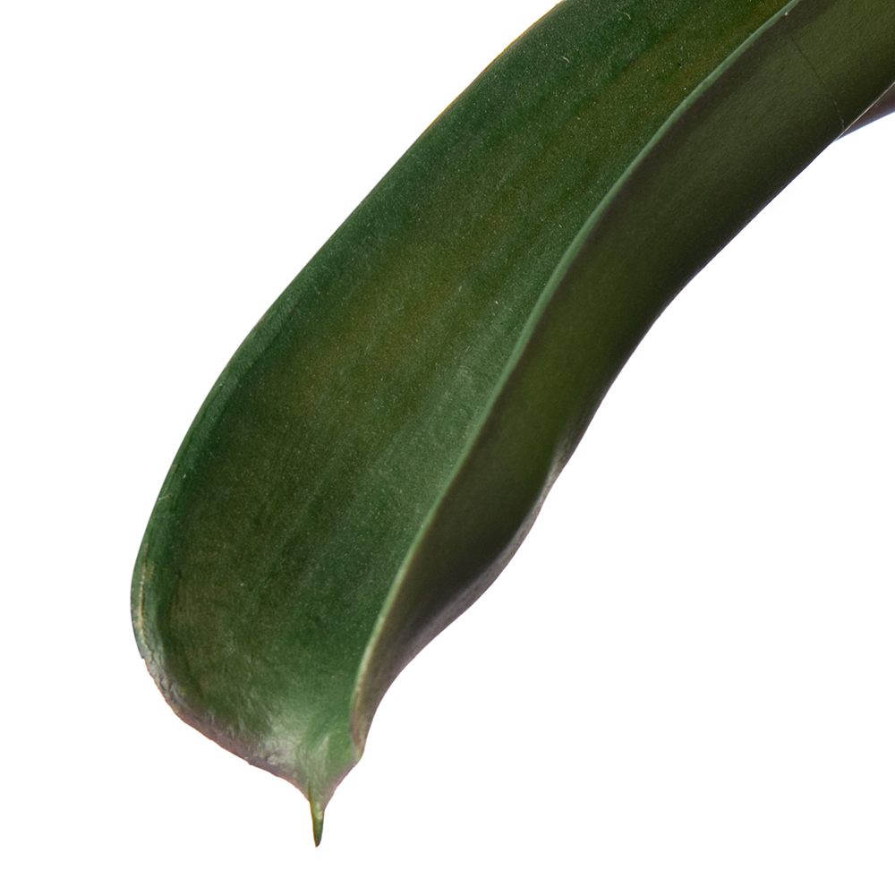 Potted Ananas (H43cm) - Image 9