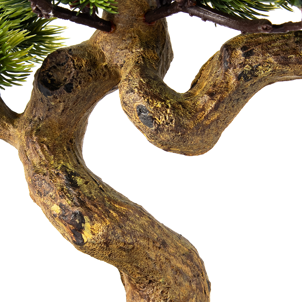 Potted Greeting Pine (H42cm) - Image 7