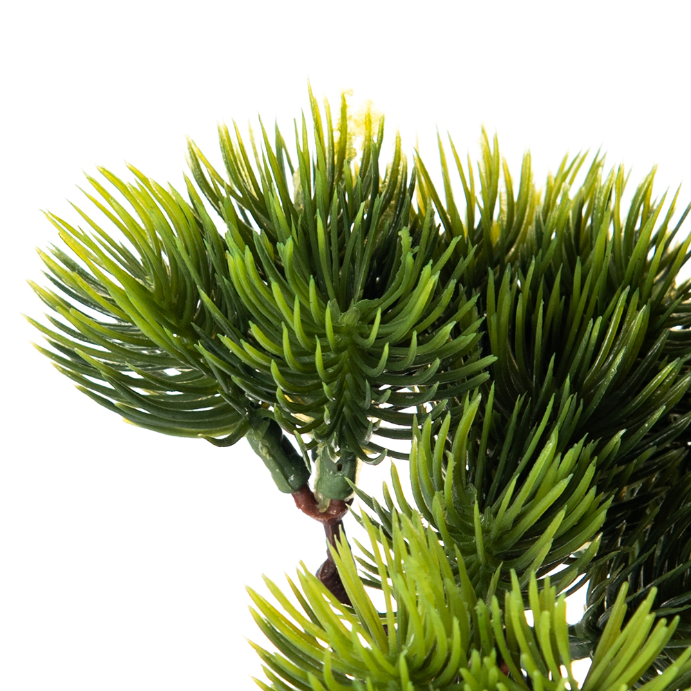 Potted Greeting Pine (H42cm) - Image 3