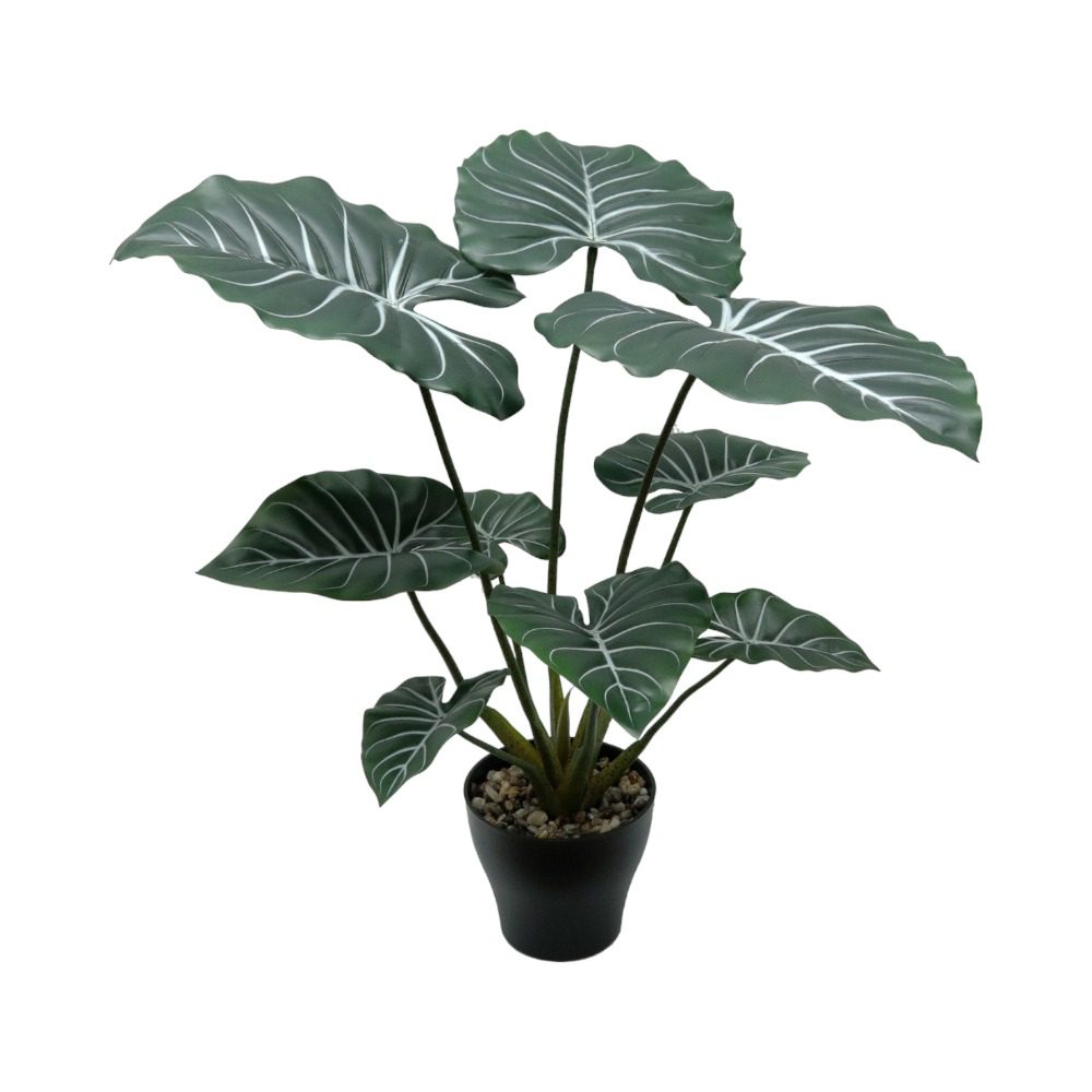 Potted Philodendron Gloriosum (H80cm)