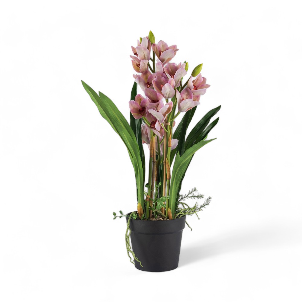 Potted Cymbidium (H75cm)