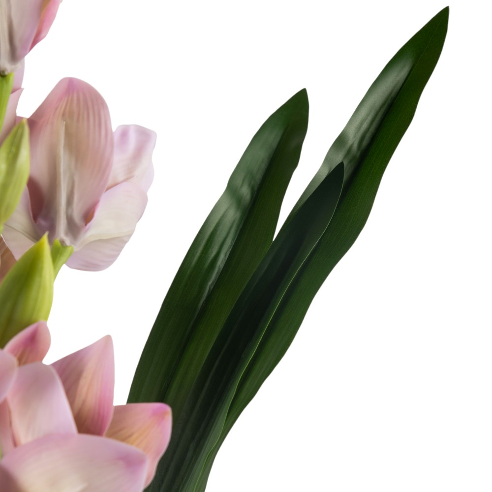 Potted Cymbidium (H75cm) - Image 3