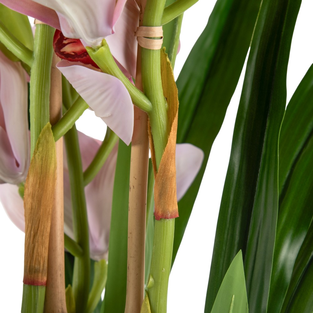 Potted Cymbidium (H75cm) - Image 4