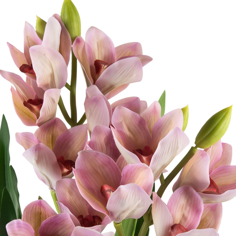 Potted Cymbidium (H75cm) - Image 2
