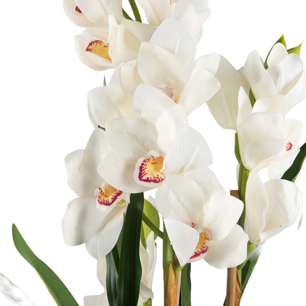 Potted Cymbidium (H75cm) - Image 5