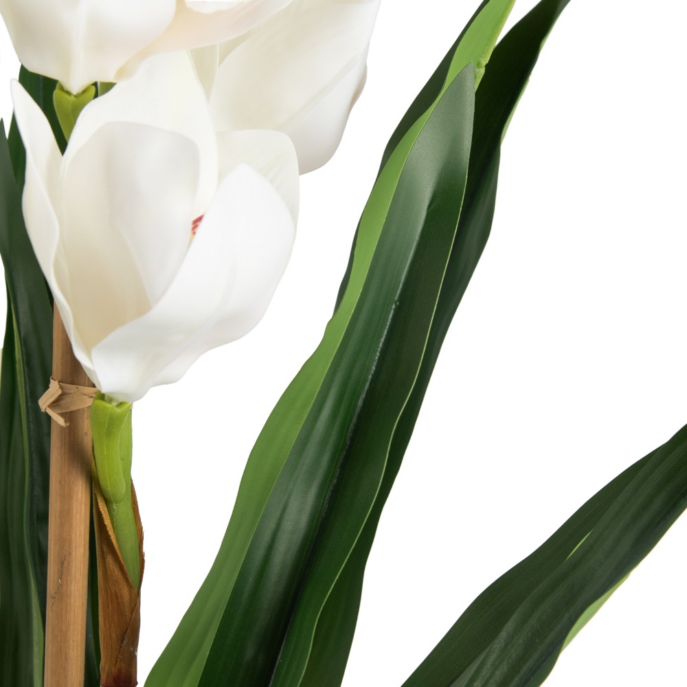 Potted Cymbidium (H75cm) - Image 6