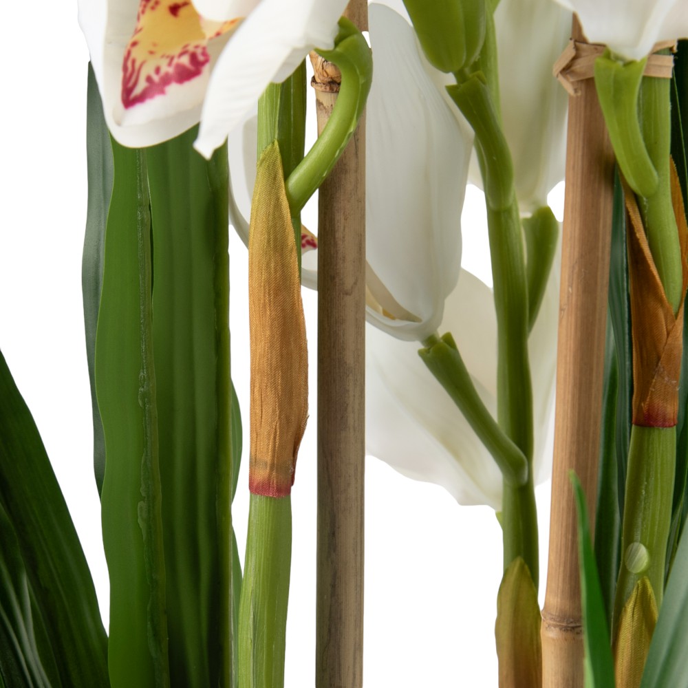 Potted Cymbidium (H75cm) - Image 7