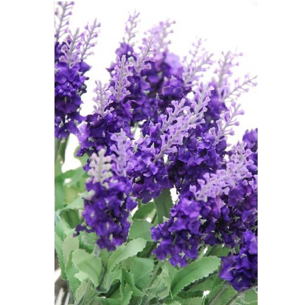 Lavender Bush (35cm)