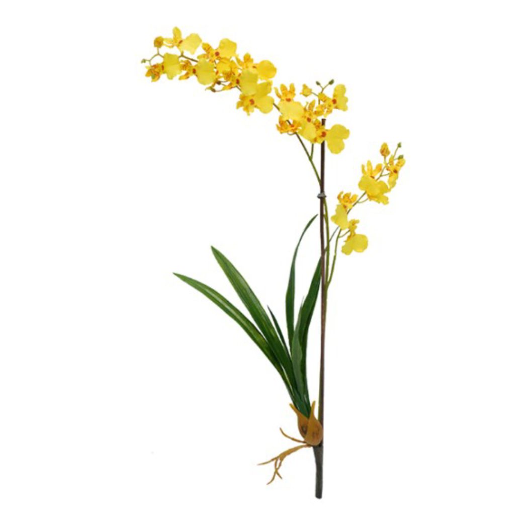 Dancing Orchid