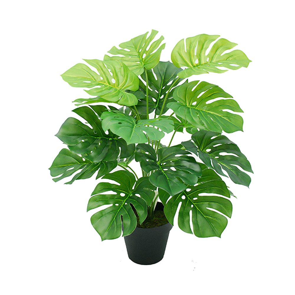 Potted Split Philo (50cm)