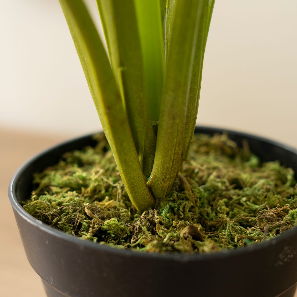 Kak Ngah Potted Monstera (60cm, 105cm) - Image 4