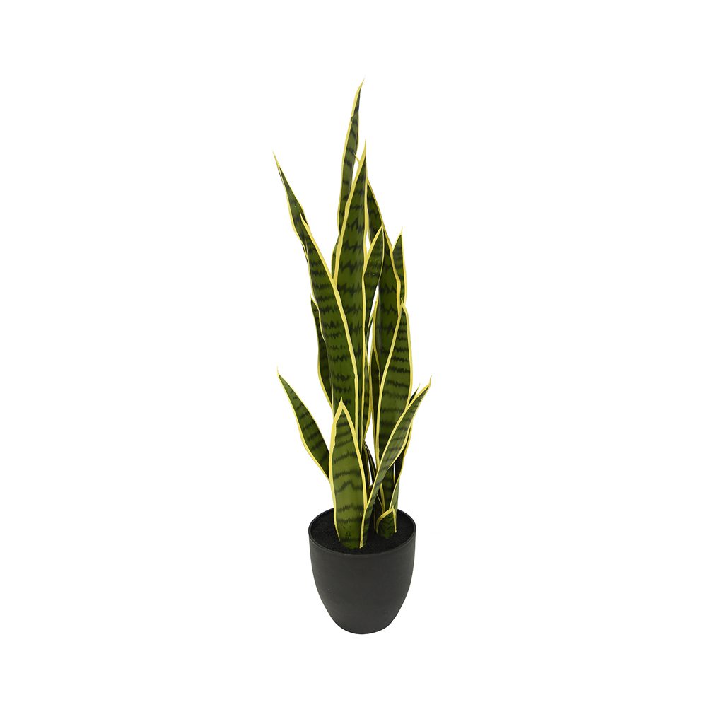 Potted Sansevieria Trifasciata (80cm)