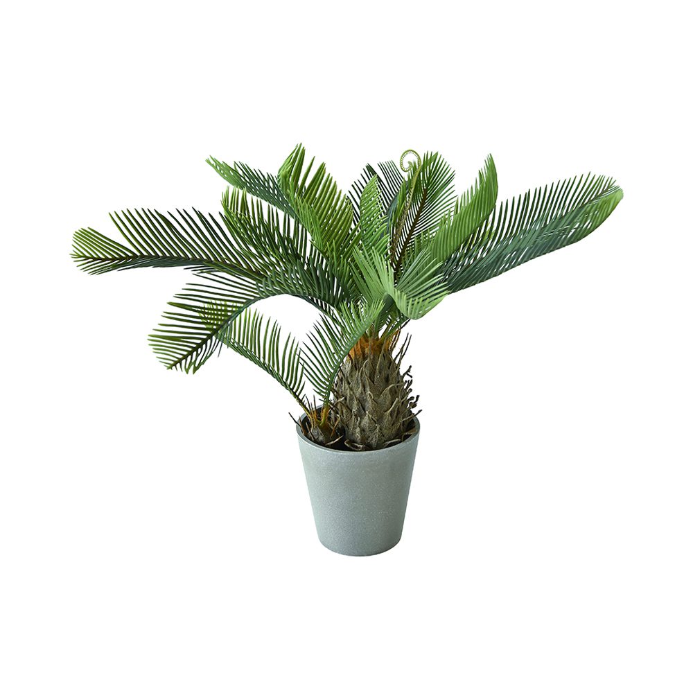 Potted Cycas (55cm)