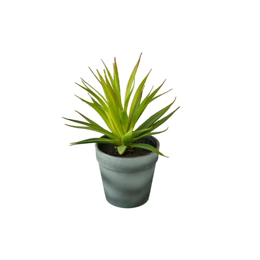 Potted Succulent (17cm)