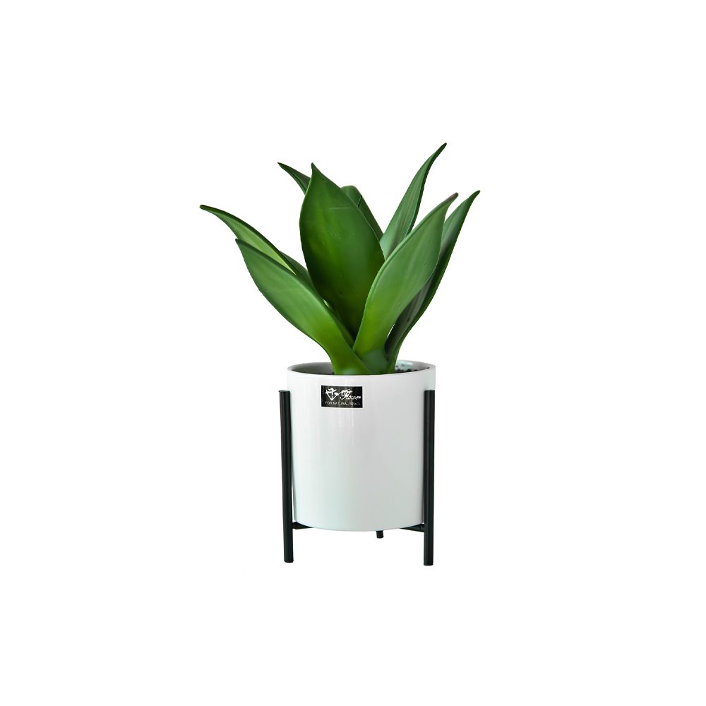 Potted Succulent (27cm)