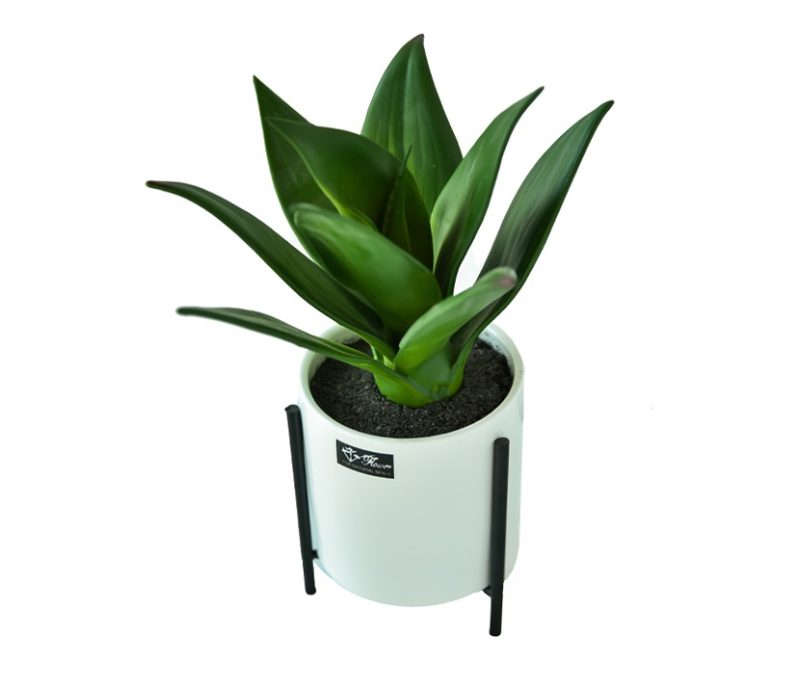 Potted Succulent (27cm) - Image 2