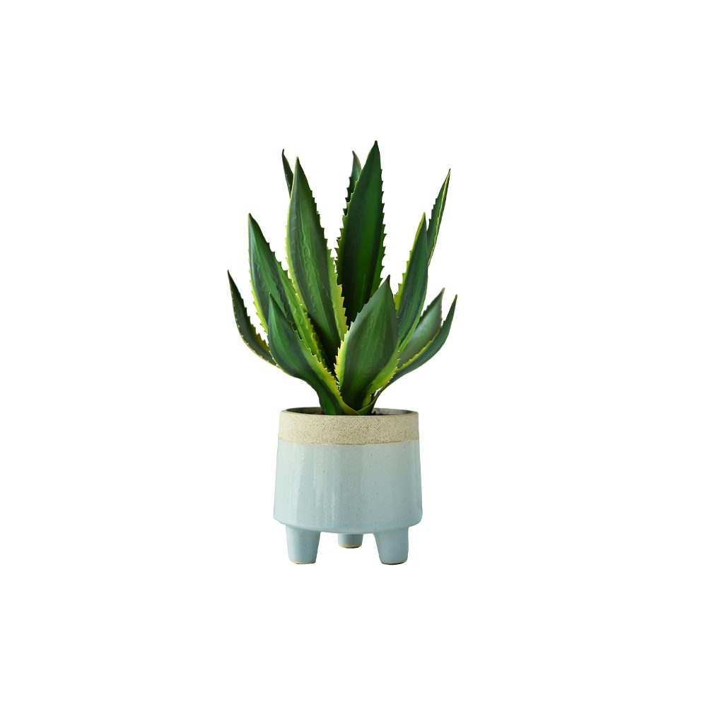 Potted Agave (36cm)