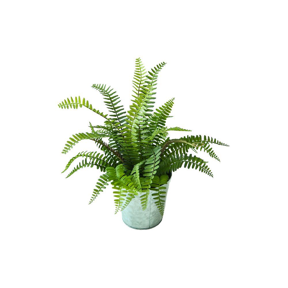 Potted Boston Fern (38cm)
