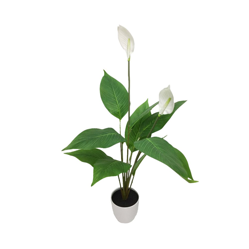 Potted Spathiphyllum (98cm)