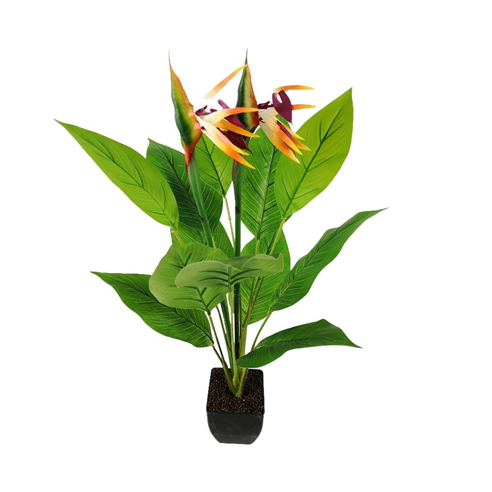Potted Bird Of Paradise (79cm)