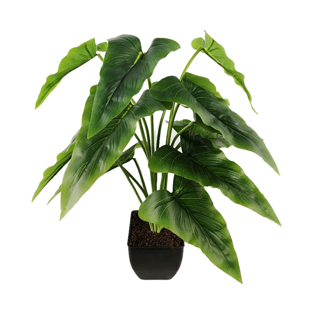 Potted Calla Lily Leaves (53cm)