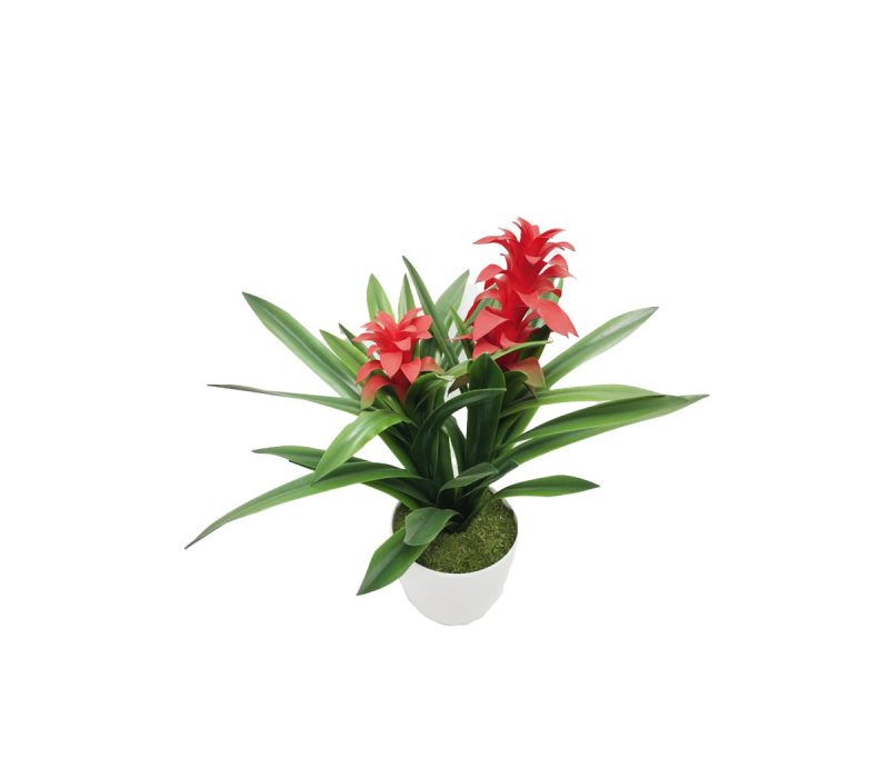 Potted Guzmania (58cm)