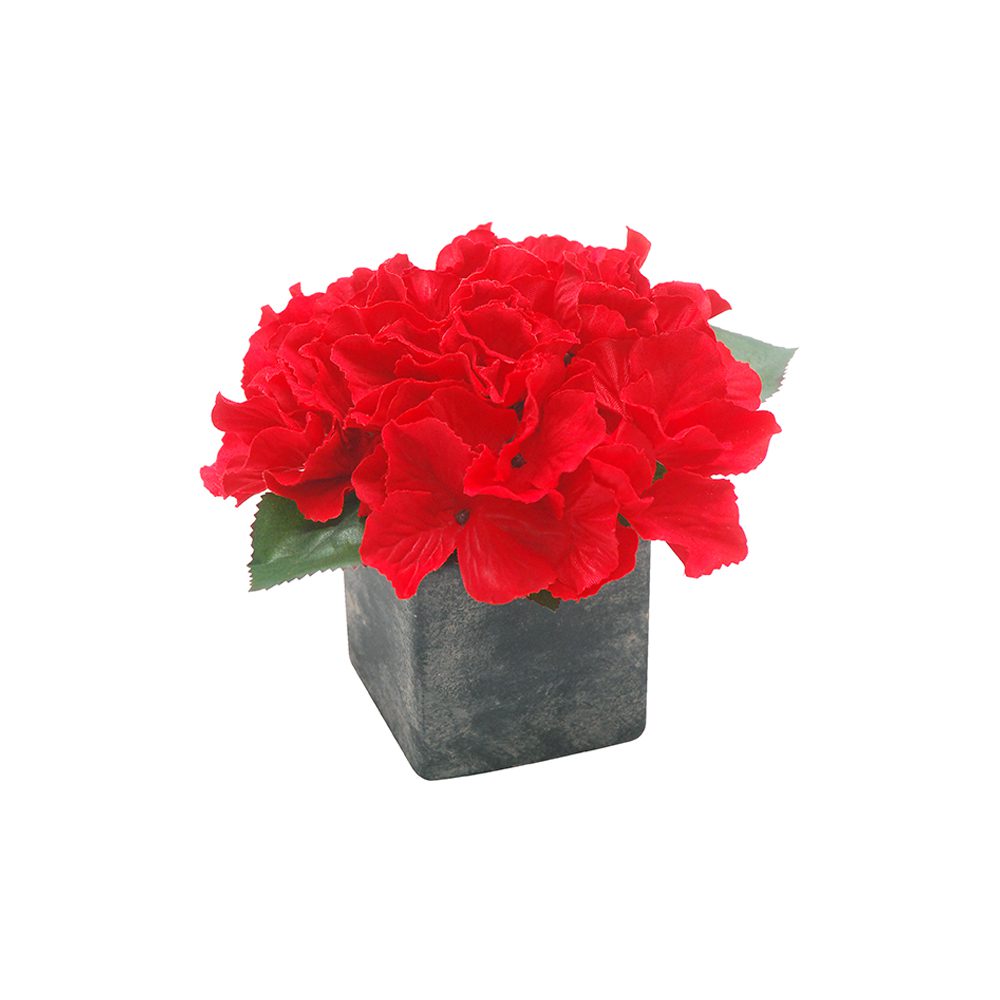 Potted Hydrangeas (15cm)
