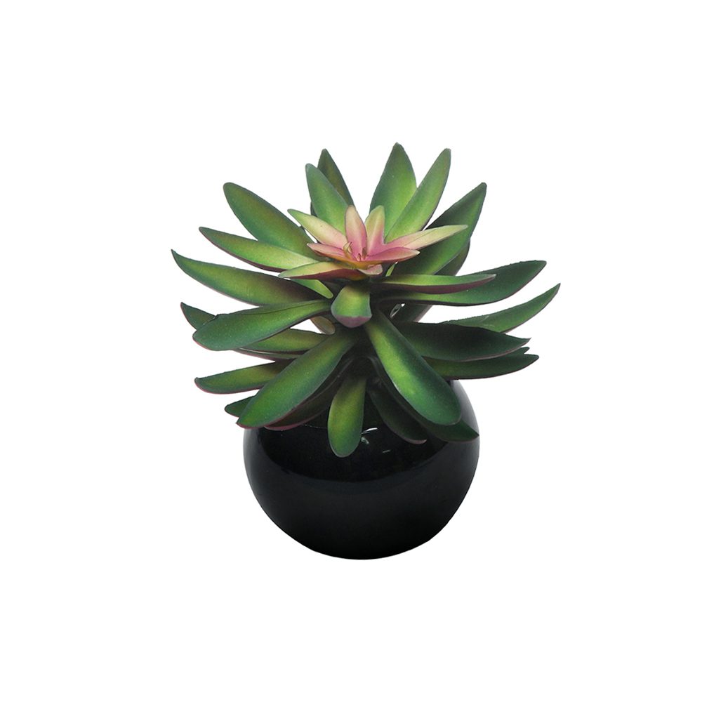 Potted Succulent (16cm)