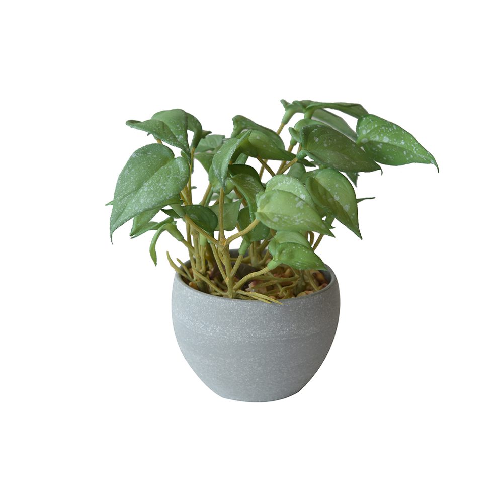Nathan Potted Plant (16cm) - Image 3