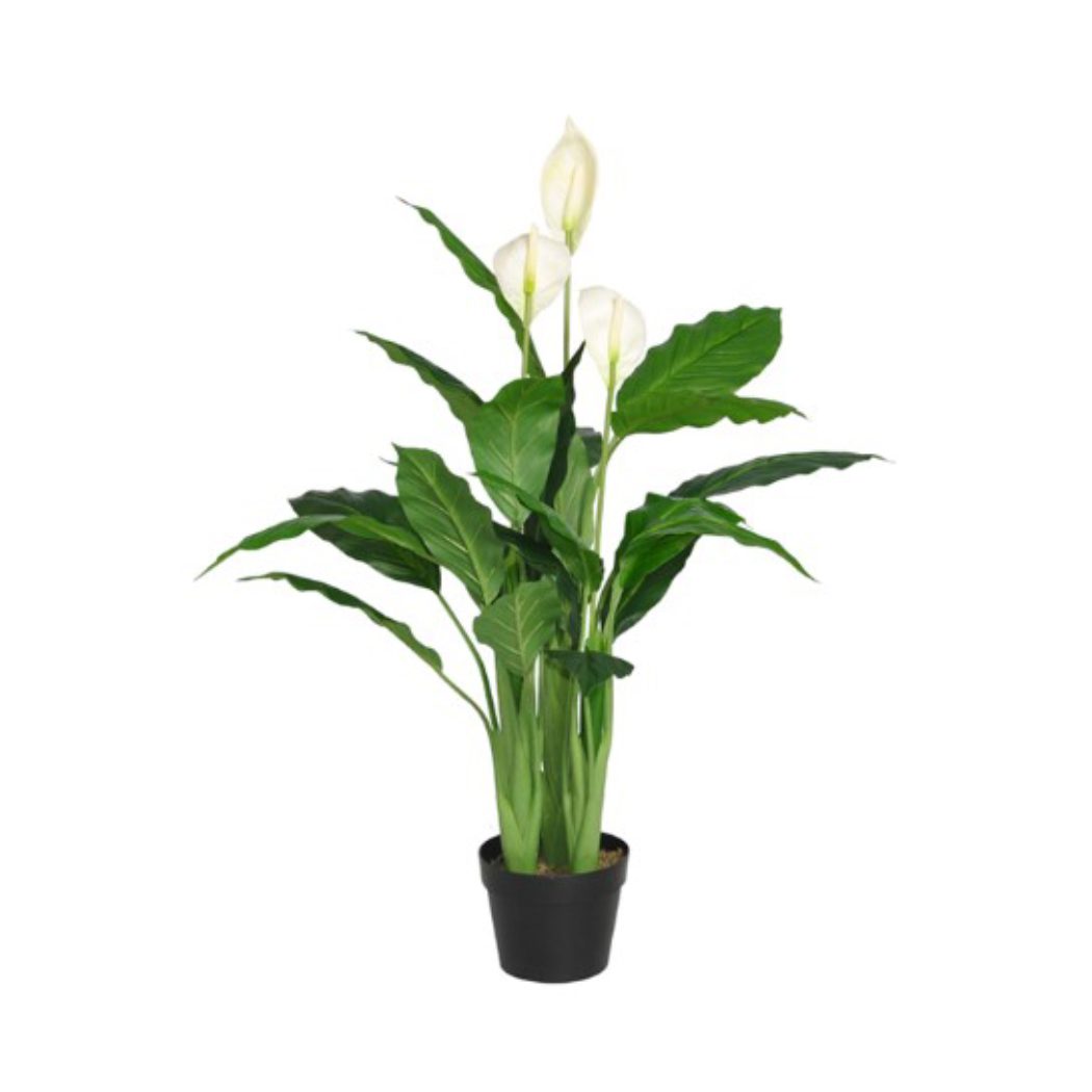Denise Potted Spathiphyllum (96cm, 128cm)