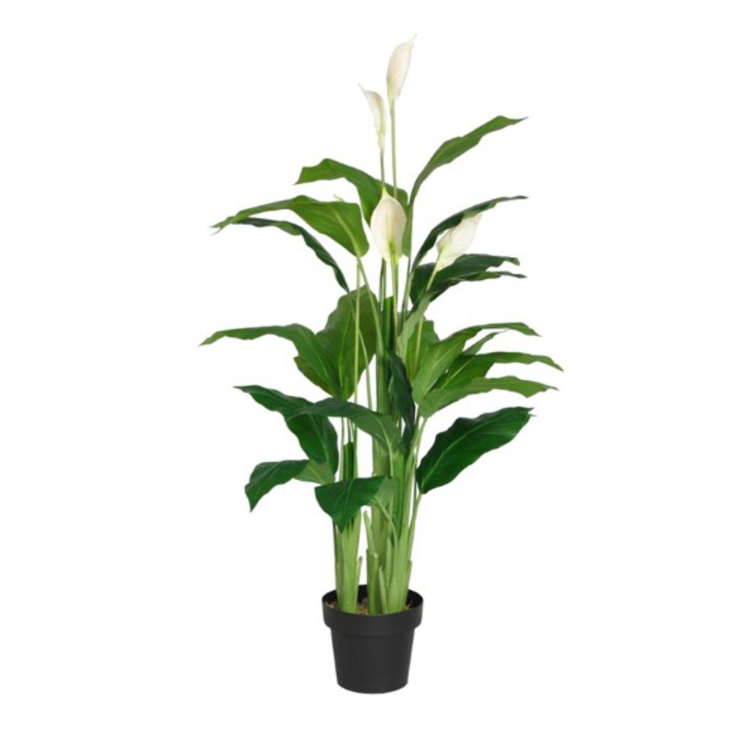 Denise Potted Spathiphyllum (96cm, 128cm) - Image 2