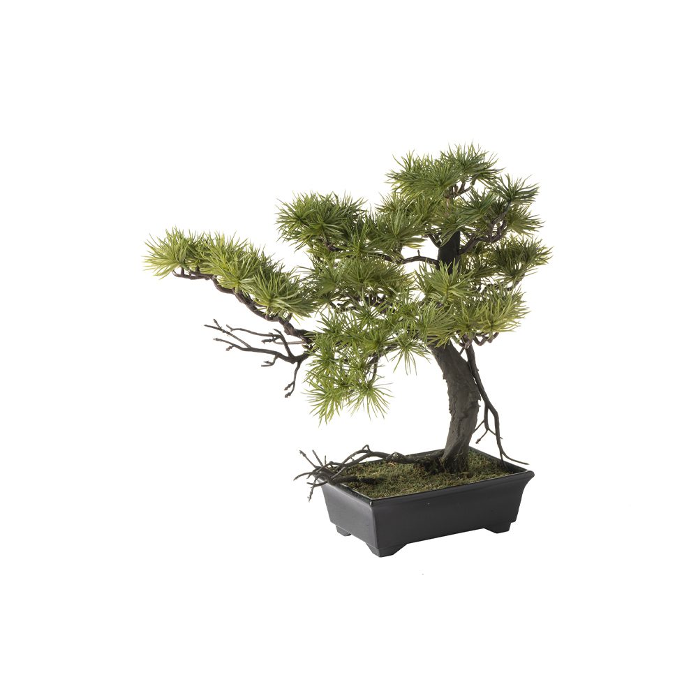 Fer Guest Greeting Pine (38cm)