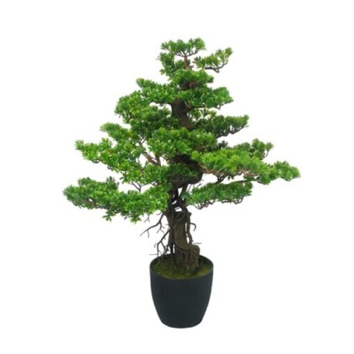 Potted Podocarpus Bonsai (H85cm)