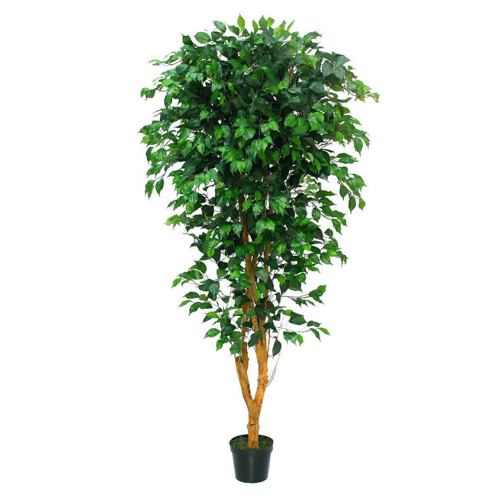 Potted Ficus Bushy Tree (198cm)