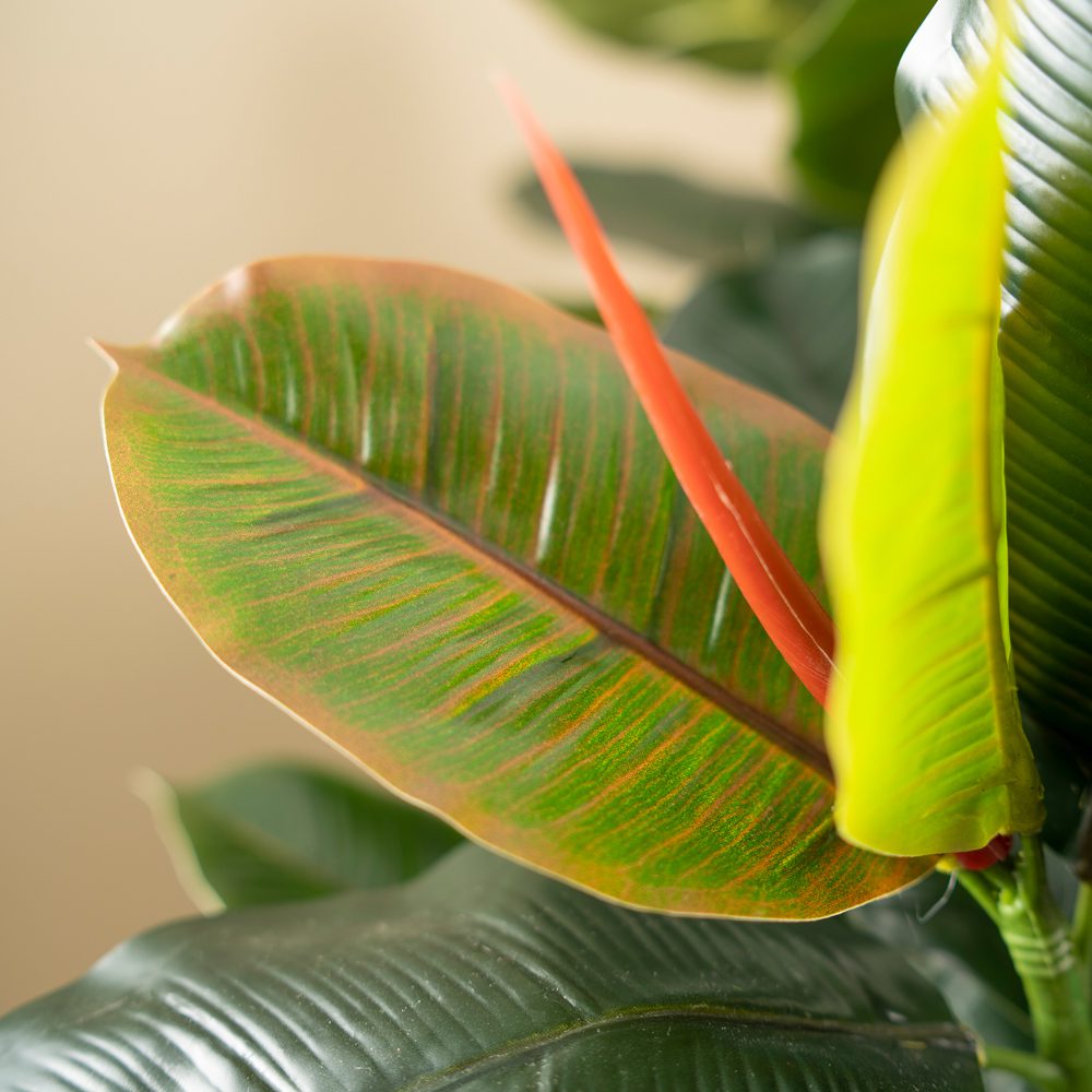 Sofia Potted Ficus Elastica (130cm) - Image 4