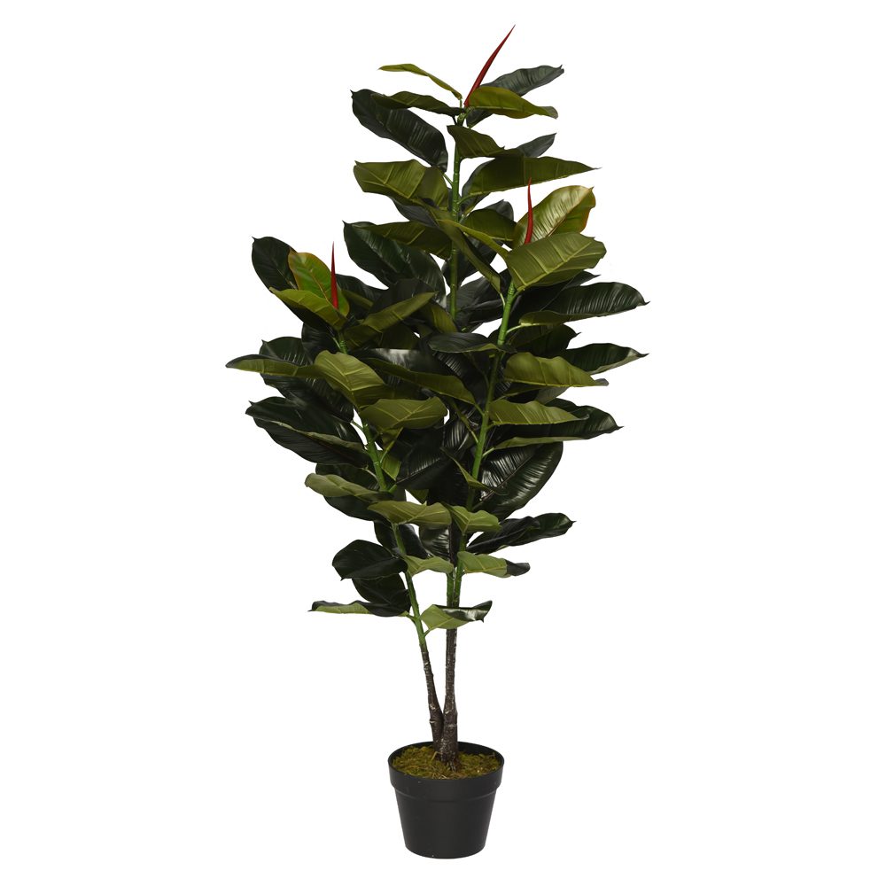 Sofia Potted Ficus Elastica (130cm)