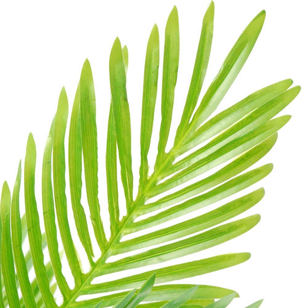 Kavitha Potted Paradise Palm Tree (135cm) - Image 2