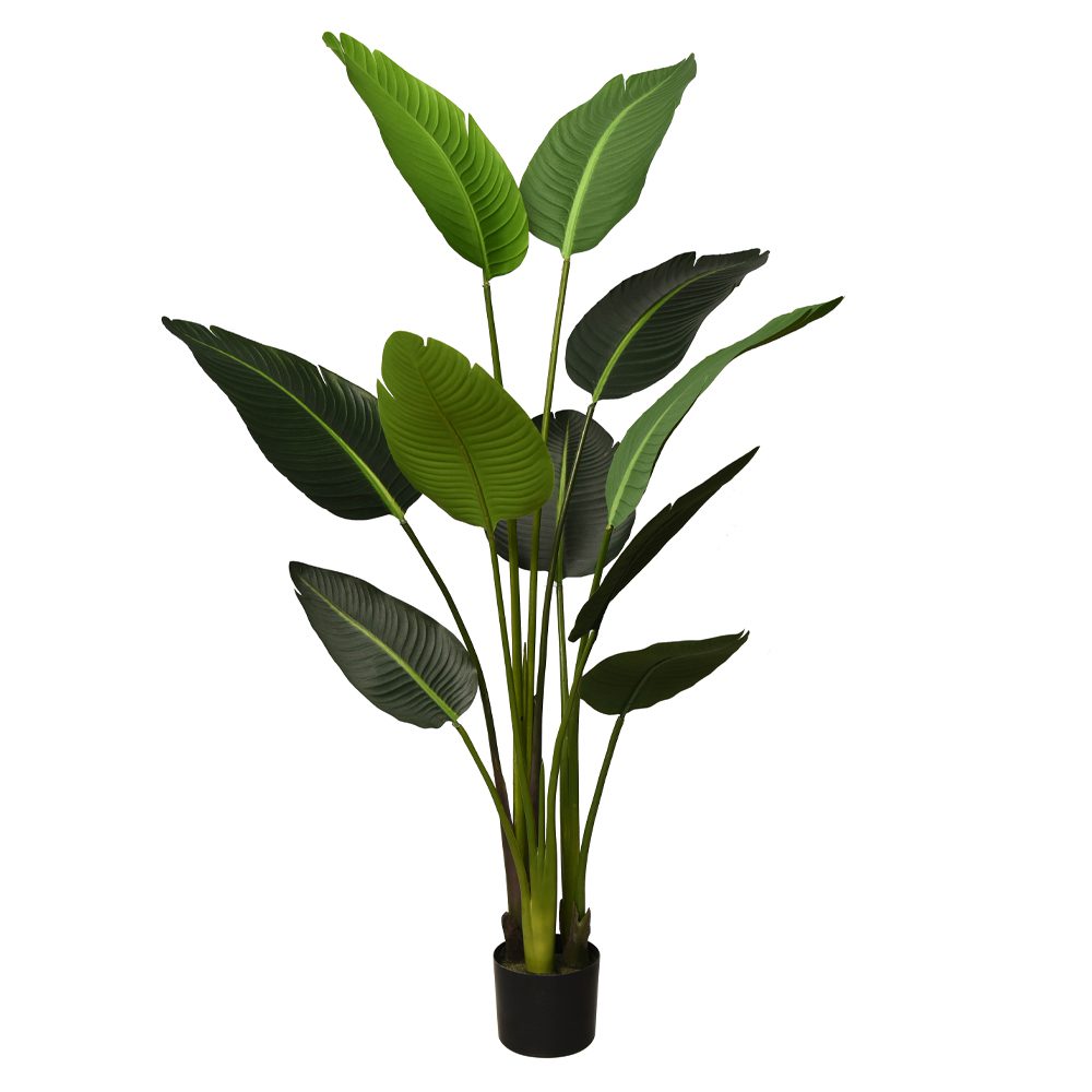 Burung Potted Bird Of Paradise Tree (120cm, 150cm) - Image 2