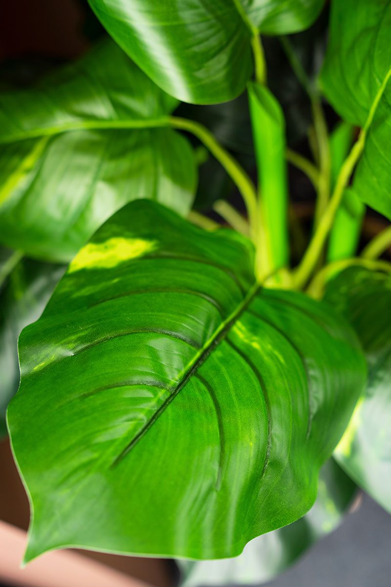 Fifi Potted Plant (70cm) - Image 3
