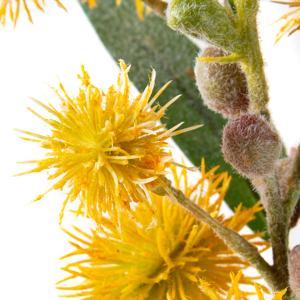 Carthamus Spray (H81cm) - Image 2