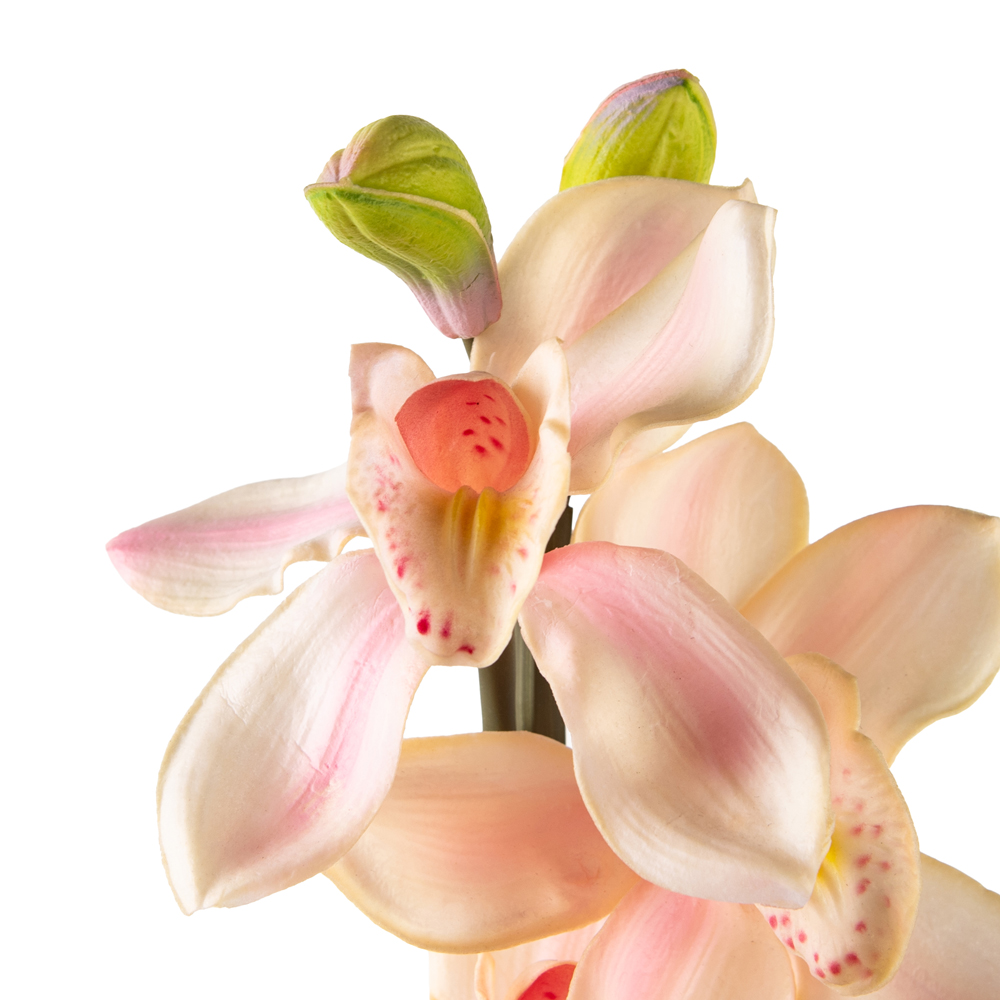 Cymbidium Spray (H66cm) - Image 2