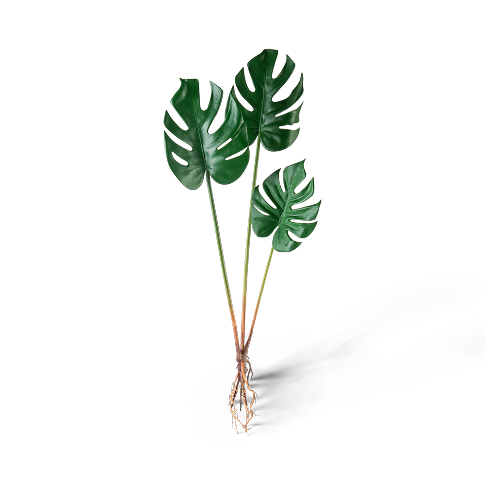 Monstera Plant (H70cm)