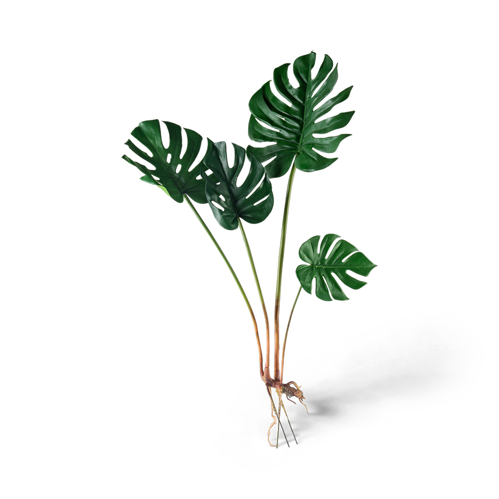Monstera Plant (H80cm)