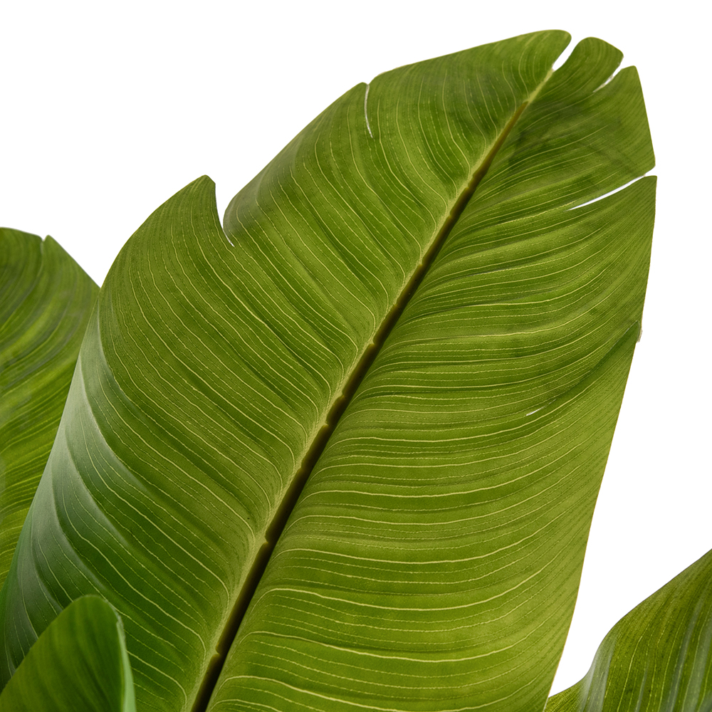 Potted Banana Tree (H150cm) - Image 2