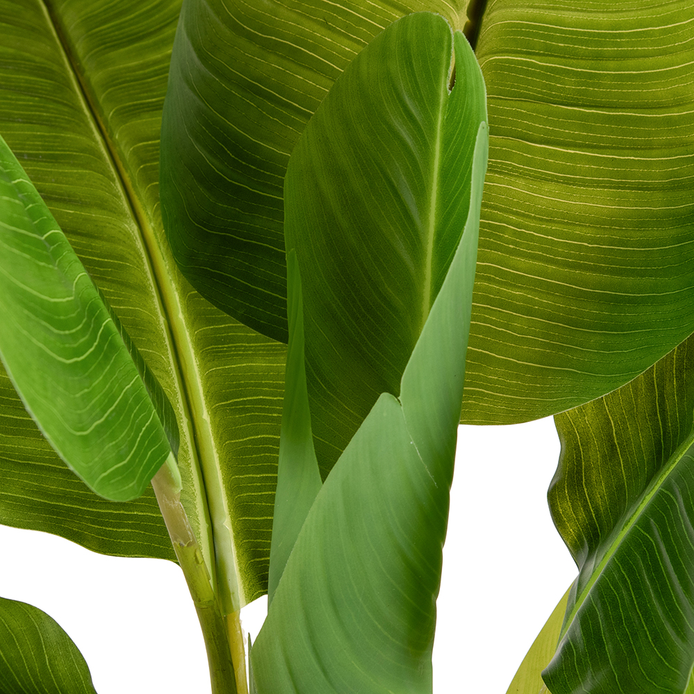 Potted Banana Tree (H150cm) - Image 6