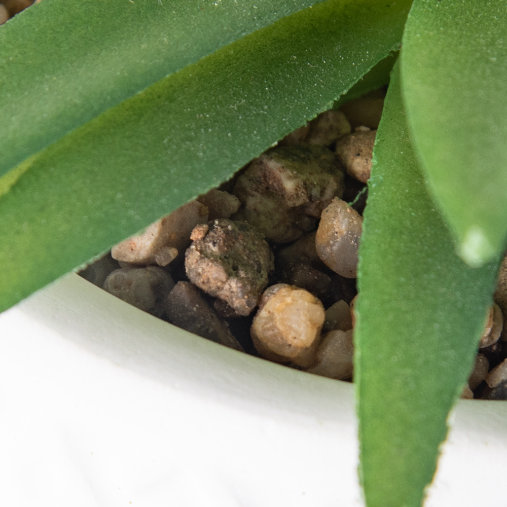 Potted Sword Grass (H21cm) - Image 4