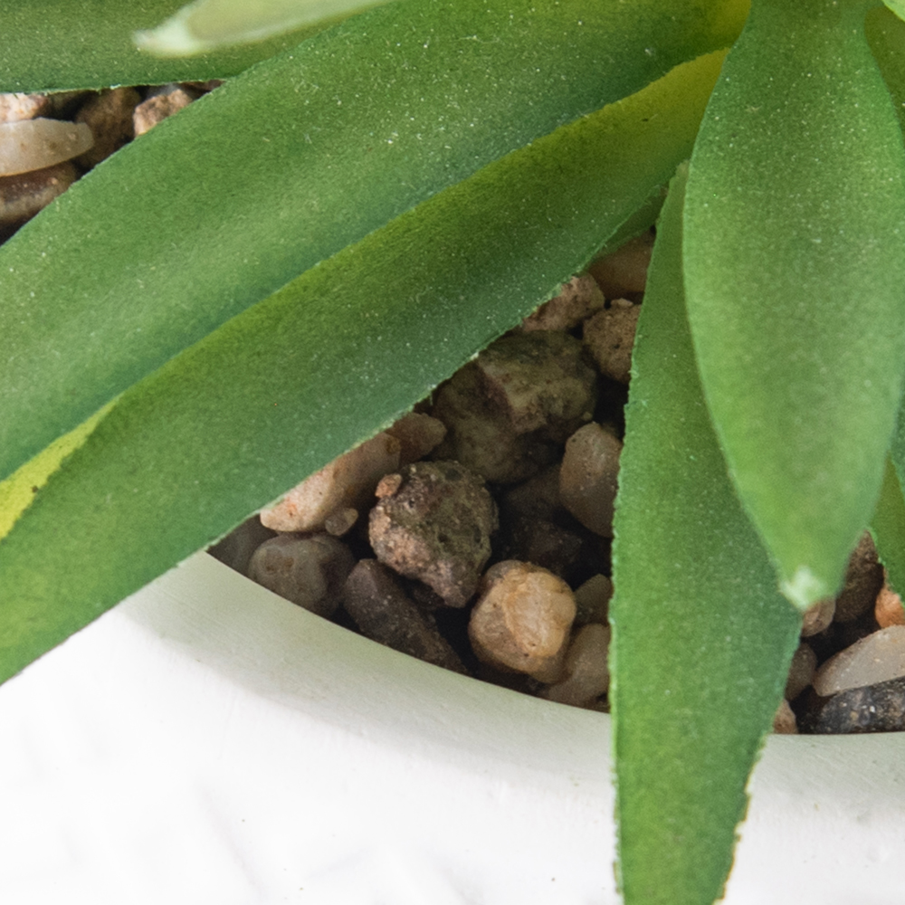 Potted Sword Grass (H21cm) - Image 6
