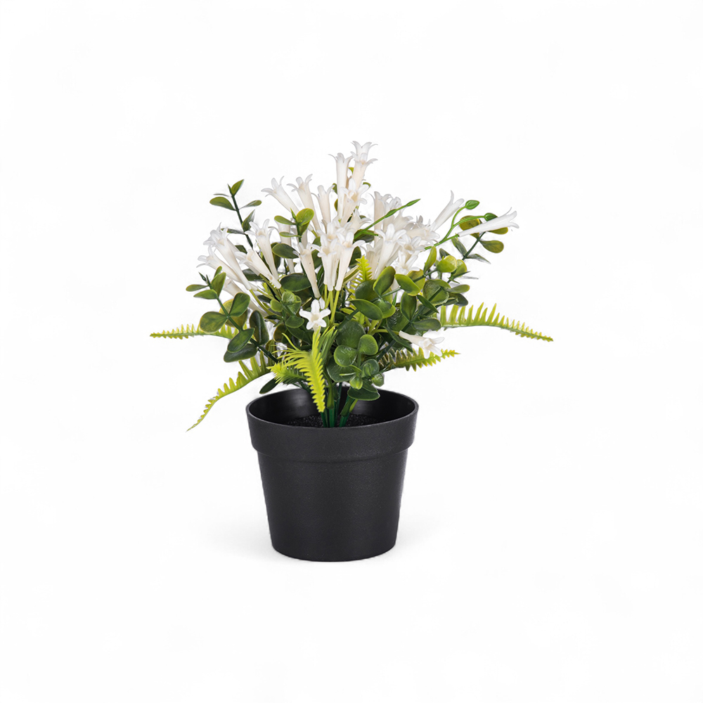 Pyrostegia Venusta Potted Plant (H25cm)